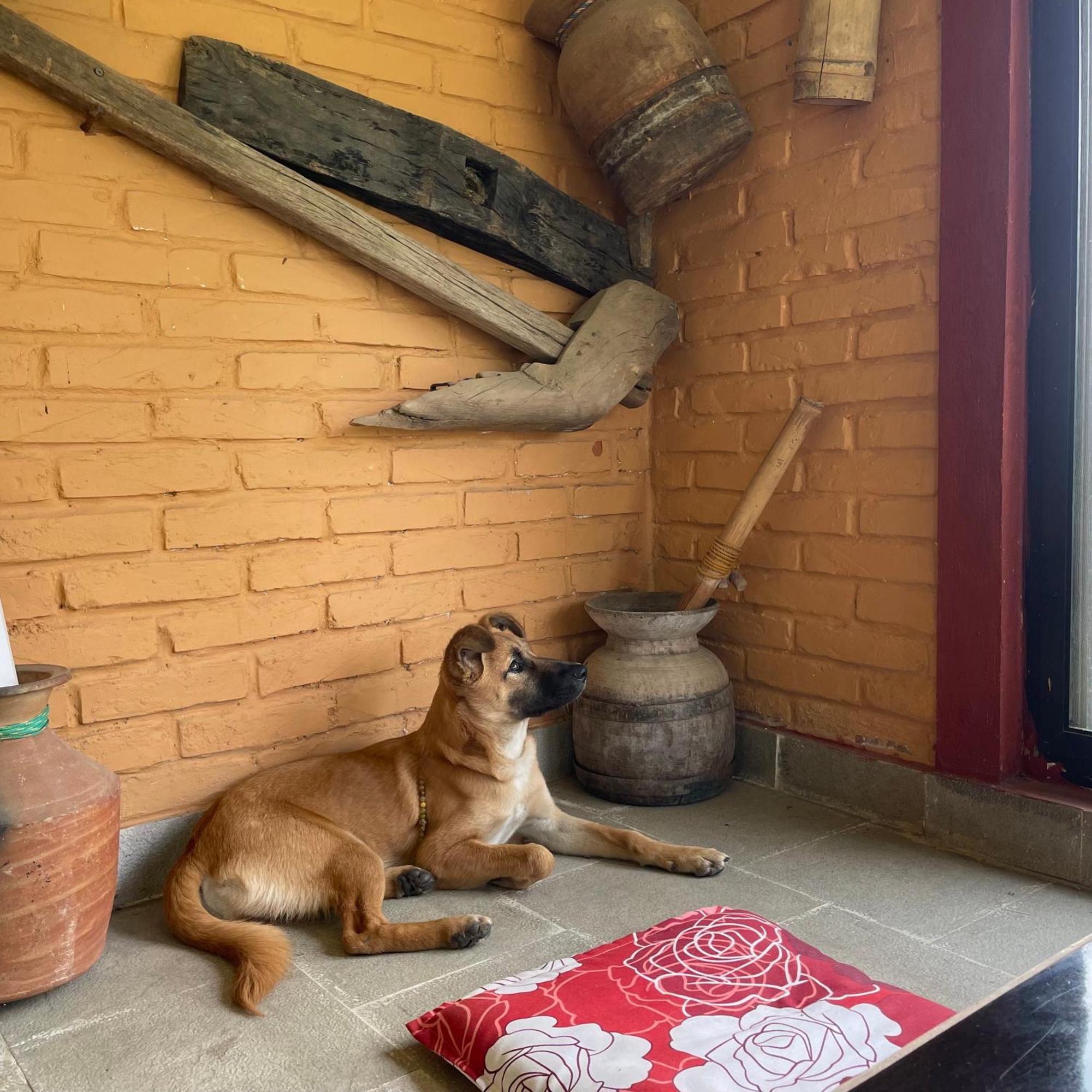 Himalaya Serene View Guest House & Farm Stay Deorāli Екстериор снимка